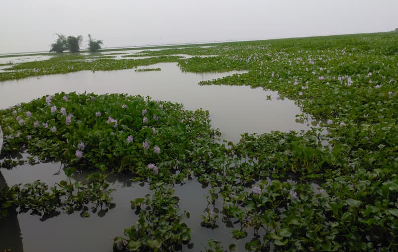 ফের বেড়েছে তিস্তার পানি: ডুবেছে লোকালয়