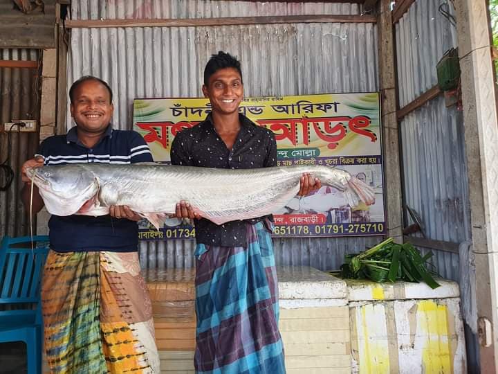 পদ্মার ১১ কেজির বোয়াল ২০ হাজারে বিক্রি