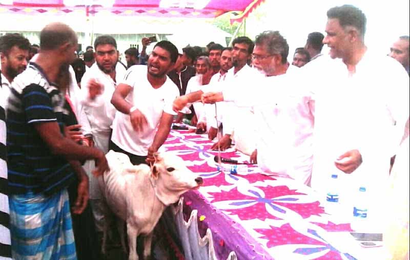 হিজলা গৌরবদীতে অর্ধশত গরু বিতরণ