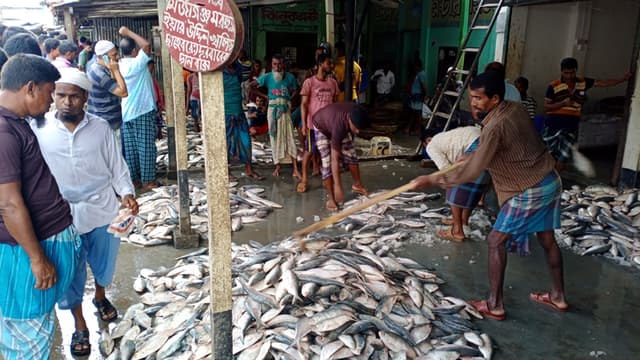 বঙ্গোপসাগরে জেলেদের জালে ঝাঁকে ঝাঁকে রুপালী ইলিশ