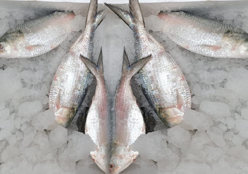 দুর্গাপূজা উপলক্ষে ভারত গেল ইলিশের প্রথম চালান