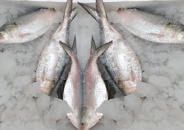 দুর্গাপূজা উপলক্ষে ভারত গেল ইলিশের প্রথম চালান