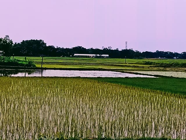 সরাইলে ৭ হাজার ৯০ হেক্টর জমিতে আমন চাষের লক্ষ্য নির্ধারণ