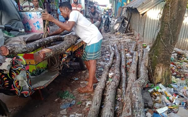 মহিপুরে সুন্দরী গাছ জব্দ