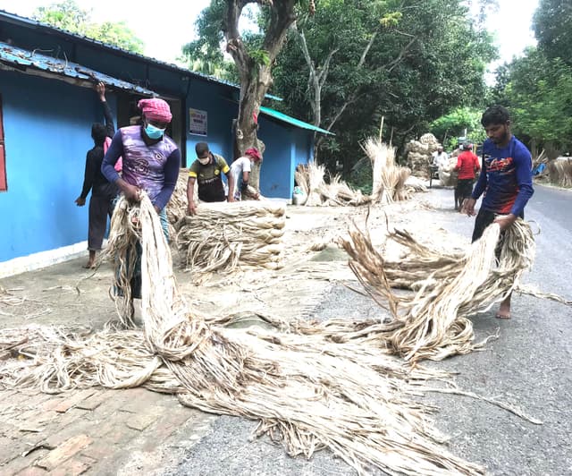 আত্রাইয়ে পাটের দাম নিয়ে শঙ্কায় কৃষক, কদর বেড়েছে পাটকাঠির
