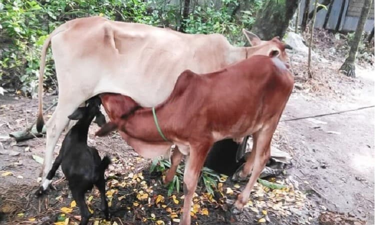 মা হারা ছাগলছানাকে দুধ খাওয়াচ্ছে গাভী