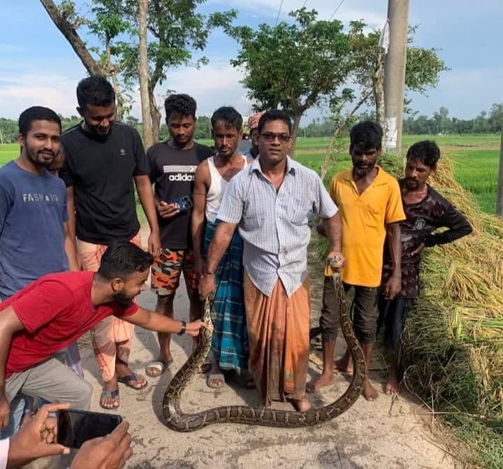 শ্রীমঙ্গলে ধানক্ষেত থেকে ধরা পড়লো ১০ ফুট লম্বা অজগর সাপ