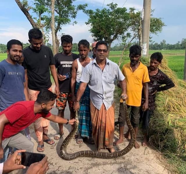 শ্রীমঙ্গলে ধানক্ষেত থেকে ধরা পড়লো ১০ ফুট লম্বা অজগর সাপ