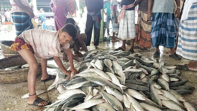 কুয়াকাটায় এক ট্রলারে ১০ লাখ টাকার ইলিশ বিক্রি