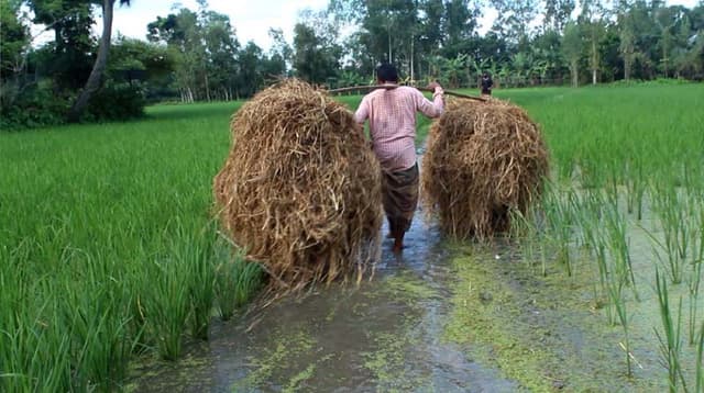 ৫ যুগেও  রাস্তা পায়নি ধামইরহাটের দুই শতাধিক বাসিন্দা