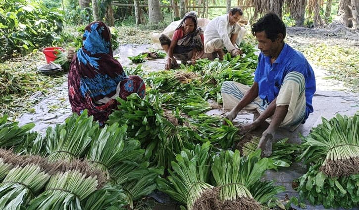 বিলেতি ধনে পাতা চাষে লাভবান চাষিরা, যাচ্ছে বিদেশেও