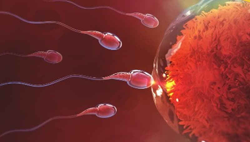 আর নয় বন্ধাত্ব, আসছে প্রোটিন ‘মাইয়া’