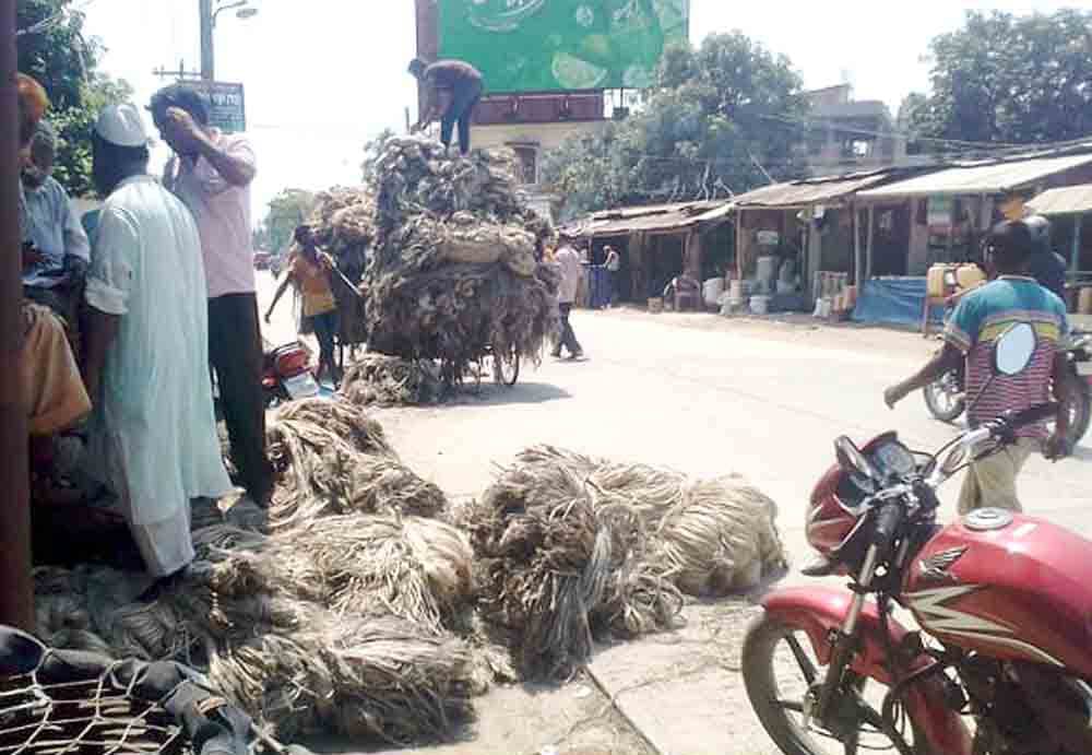 পাটের ভালো দামেও হাসি  নেই পাঁচবিবির কৃষকের মুখে