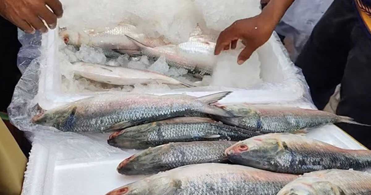 ভারতে ইলিশ রপ্তানি বন্ধে আইনি নোটিশ