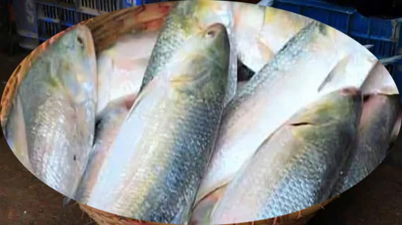 দুর্গাপূজায় ৫ হাজার টন বাংলাদেশী ইলিশ চায় ভারত