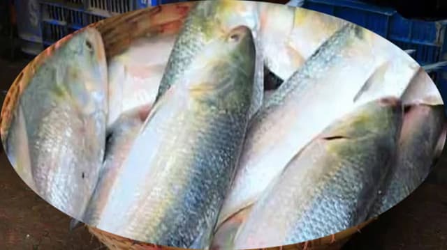 দুর্গাপূজায় ৫ হাজার টন বাংলাদেশী ইলিশ চায় ভারত