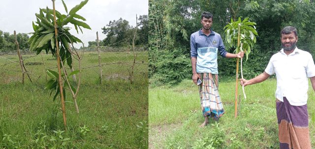 কুয়াকাটায় পূর্ব শত্রুতার জেরে ৬৫টি আম চারা কেটে ফেলেছে দুর্বৃত্তরা