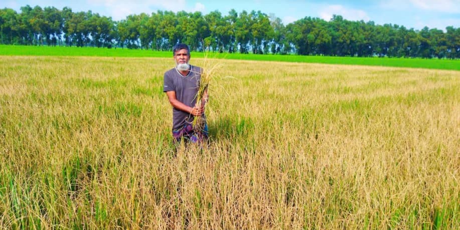ধামইরহাটে শত্রুতার বলি আড়াই বিঘা জমির ধান