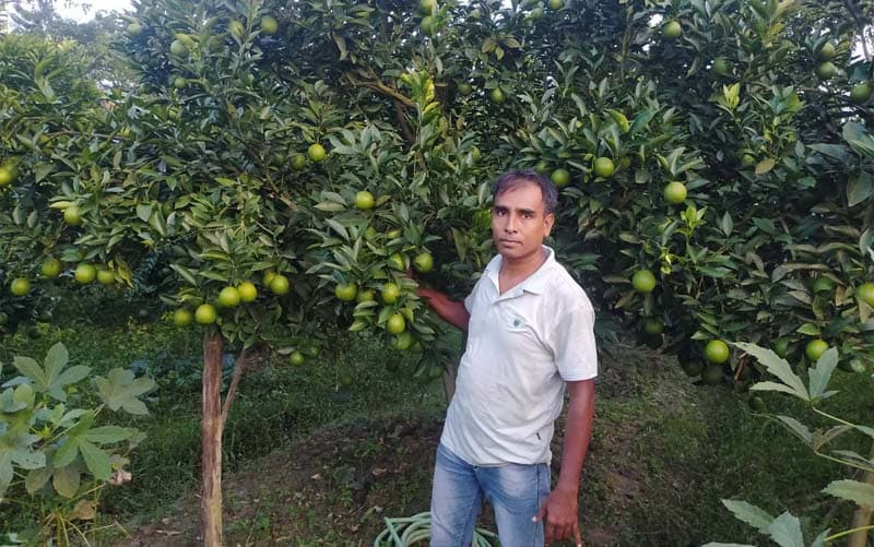 মাল্টা চাষে সফলতার স্বপ্ন দেখছেন বাবুগঞ্জের তারিকুল
