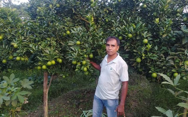 মাল্টা চাষে সফলতার স্বপ্ন দেখছেন বাবুগঞ্জের তারিকুল