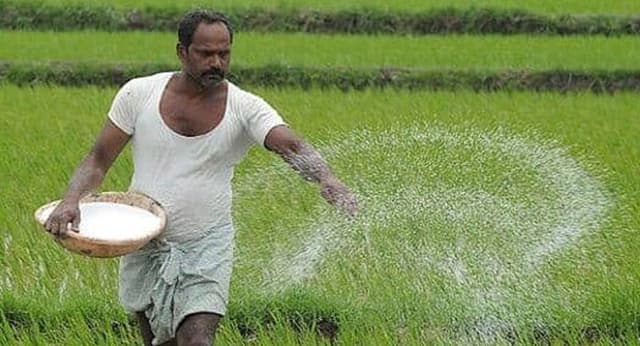 কলাপাড়ায় সার সঙ্কটে দিশেহারা প্রান্তিক চাষীরা