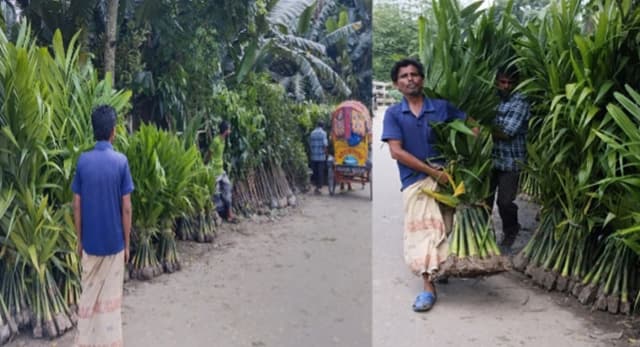 ঝালকাঠিতে গাছের চারা বিক্রির ধুম, বনজের চেয়ে ফলদ চারার চাহিদা বেশি