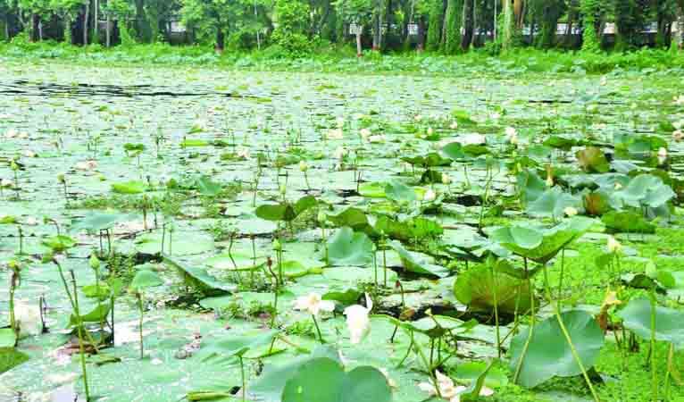 জৌলুস হারাচ্ছে বরিশালের শতবছরের পদ্ম পুকুর
