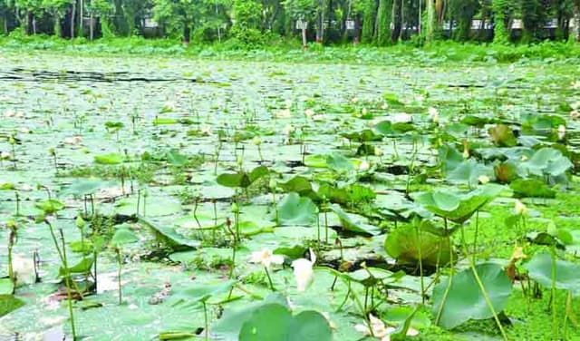 জৌলুস হারাচ্ছে বরিশালের শতবছরের পদ্ম পুকুর