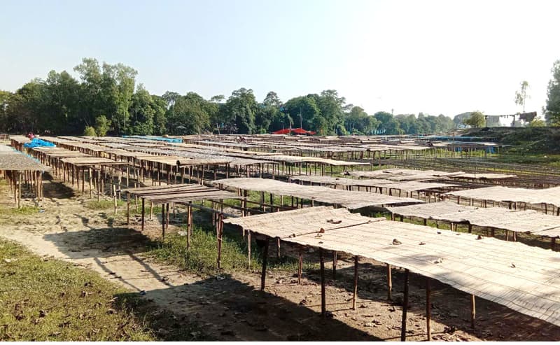 দেশি প্রজাতির মাছ সঙ্কটে আত্রাইয়ের শুঁটকি চাতাল