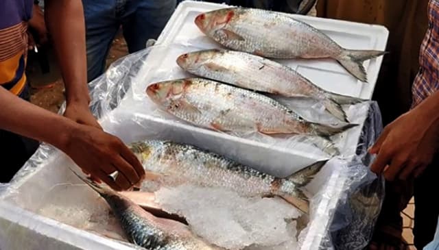 স্থায়ীভাবে ভারতে ইলিশ রপ্তানি বন্ধের নির্দেশনা চেয়ে রিট