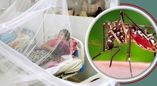 দেশে ডেঙ্গুতে এক দিনে সর্বোচ্চ ২১ মৃত্যু