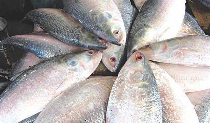 বরিশালের ইলিশ যাচ্ছে ভারতে, প্রথম চালানে ১৯ টন