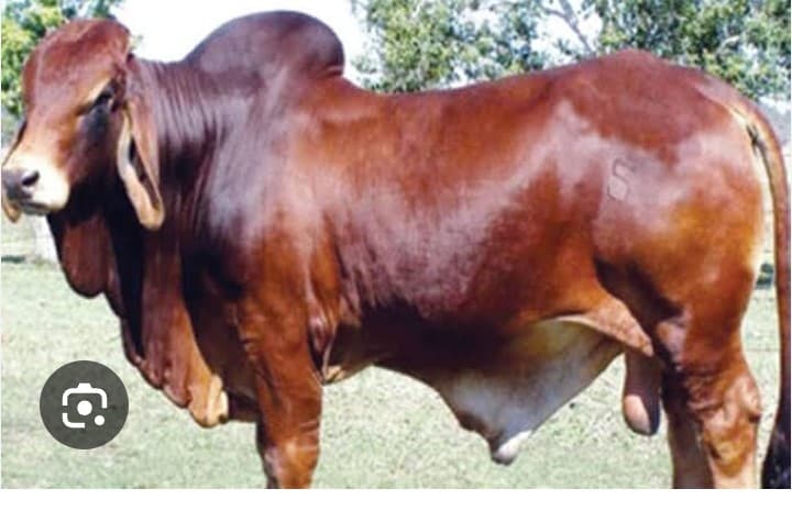 সিরাজগঞ্জের তাড়াশে এক মালিকের ৭টি গরু চুরি, আতঙ্কে এলাকাবাসী