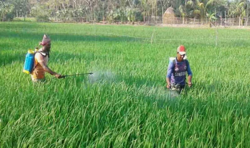 ভালো ফলনের আশায় আমন ধানের ক্ষেত পরিচর্যায় ব্যস্ত হাকিমপুরের কৃষক