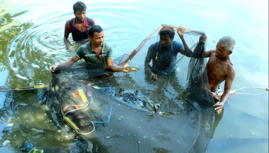 ঠাকুরগাঁওয়ে মাছ চাষে সফল ইফতেখারুল