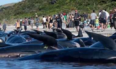 অস্ট্রেলিয়ায় সৈকতে আটকে পড়া ২০০ তিমির মৃত্যু