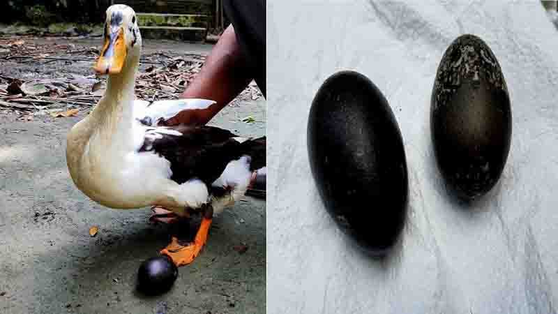 কালো ডিম পাড়ল হাঁস, ভোলা জুড়ে চাঞ্চল্য