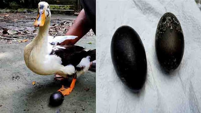 কালো ডিম পাড়ল হাঁস, ভোলা জুড়ে চাঞ্চল্য