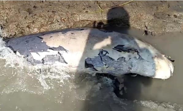 কুয়াকাটা সৈকতে আবারও ভেসে এলো মৃত ডলফিন