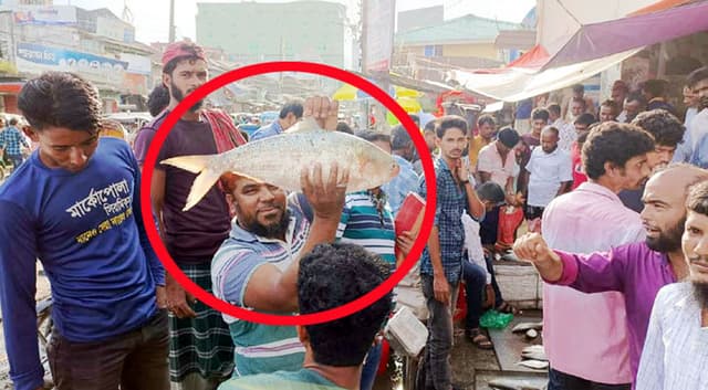 এক ‘রাজা’ ইলিশ ৭ হাজার টাকায় বিক্রি!