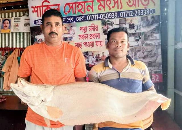 পদ্মার এক চিতল ১৯ হাজারে বিক্রি