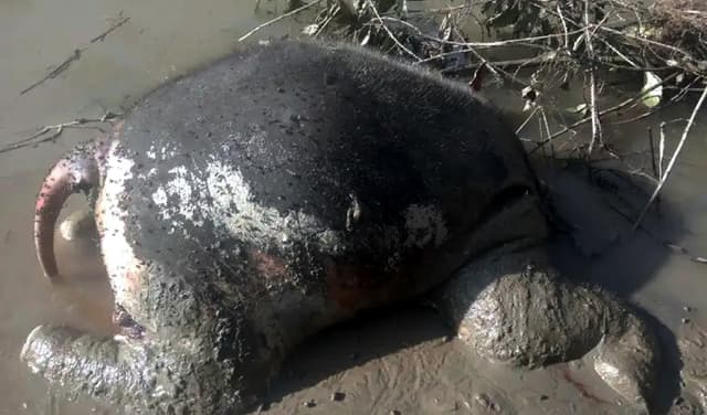 টেকনাফে সপ্তাহের ব্যবধানে আরো একটি বাচ্চা হাতির মৃত্যু