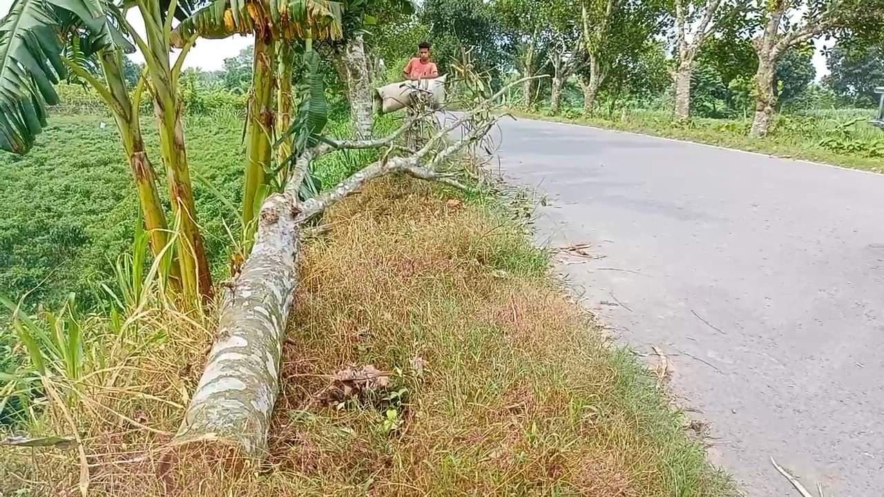 গাংনীতে রাস্তায় গাছ ফেলে গণডাকাতি