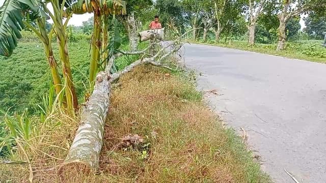 গাংনীতে রাস্তায় গাছ ফেলে গণডাকাতি