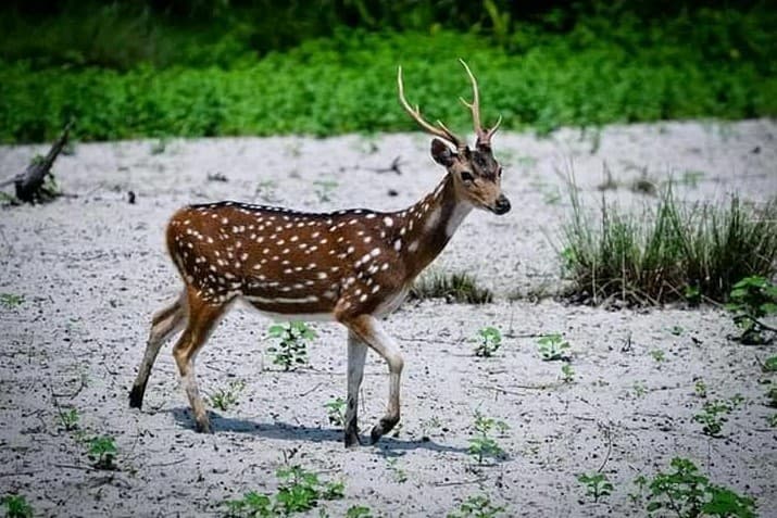 সুন্দরবনে তৈরি হবে ইকো-ট্যুরিজম কেন্দ্র