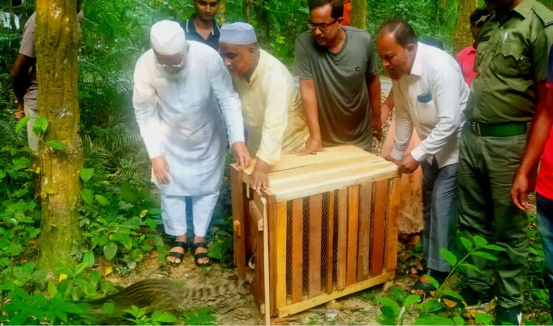 আলতাদিঘী জাতীয় উদ্যানে অবমুক্ত হলো বিরল প্রজাতির গন্ধগোকুল