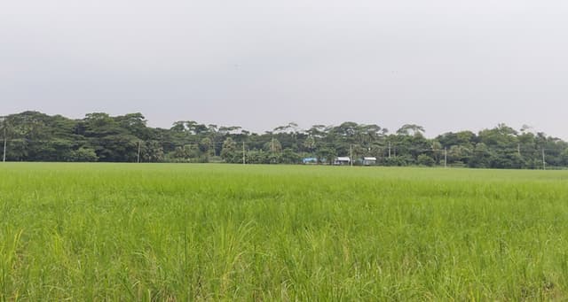 লক্ষ্যমাত্রার ছাপিয়ে ঝালকাঠিতে সবুজের চাদরে ভরে উঠেছে আমনের মাঠ