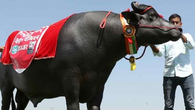 দুধ-ঘি-মদ্যপানে অভ্যস্ত সুলতানের হার্ট এ্যাটাকে মৃত্যু