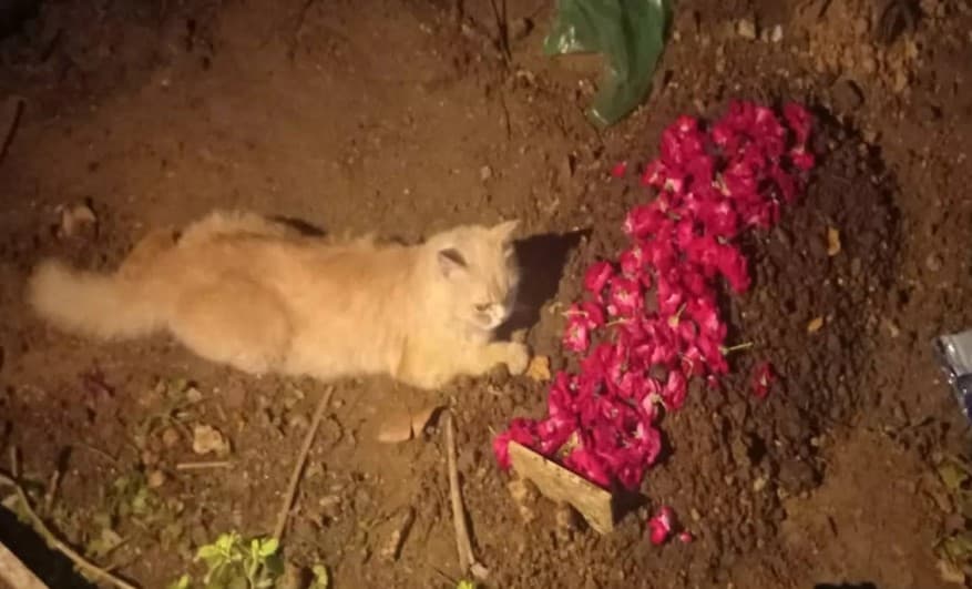 বিড়ালের শোক ছুঁয়ে গেল সবাইকে