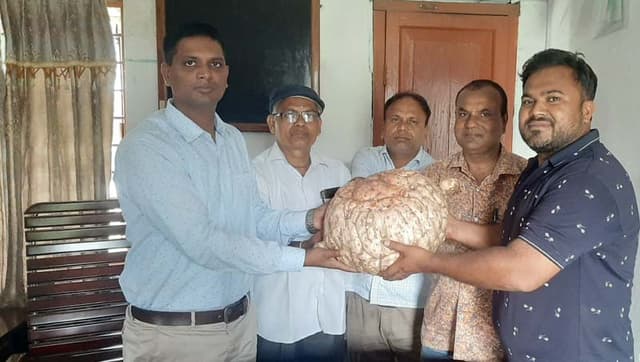 ২০ কেজির এক ওলকচু ৮শ টাকায় বিক্রি